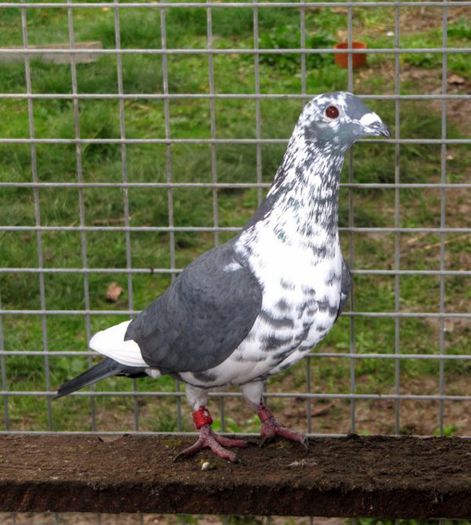 3196057039_1_12_ZEsC1dhf