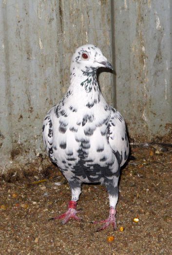 3196057039_1_16_nq7TglsE