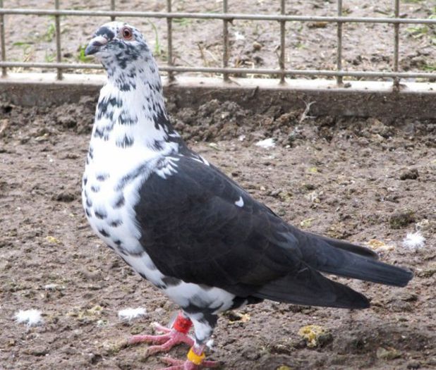 3196062539_1_2_kNE4moLB