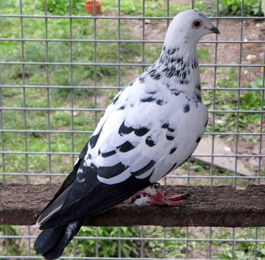 3196062539_1_8_O0QO5gTv