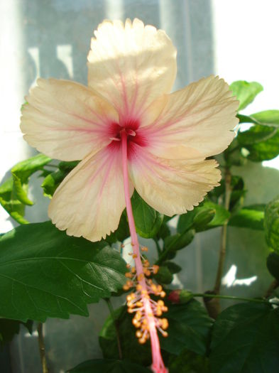 DSC04350 - HIBISCUS 2015