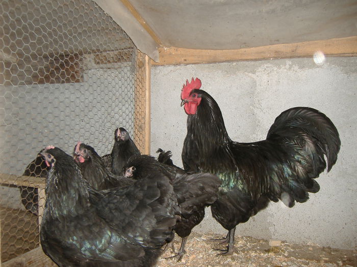 DSCF4581 - GAINI AUSTRALORP