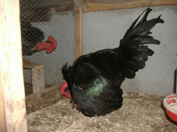 DSCF4599 - GAINI AUSTRALORP