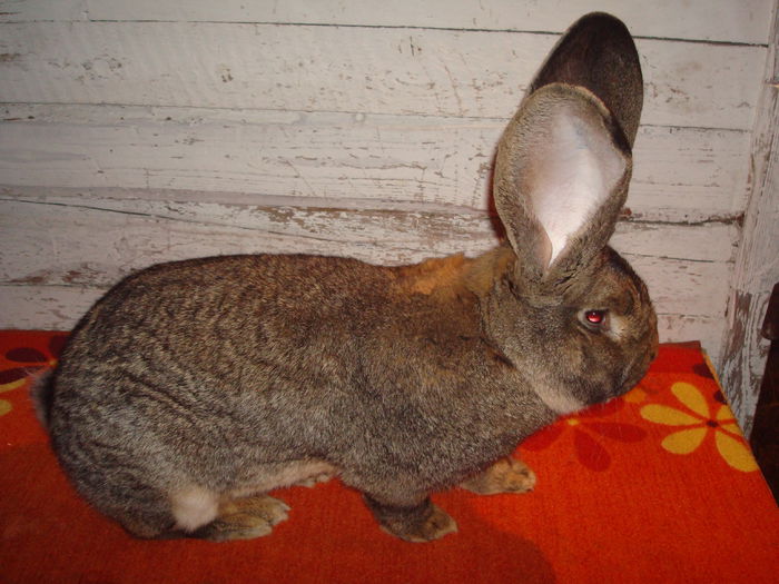 97,5 pct KLS - vicecampion Ulm 2015; Klassensieger - Campion De Clasa
