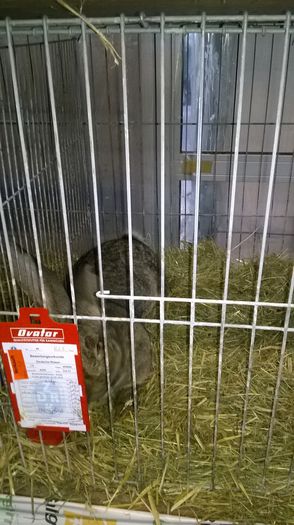 Achizitie Mascul - 97,5 pct KLS