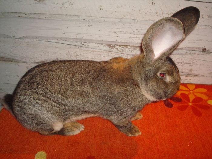 S376 2413 ( M )  97,5 pct KLS