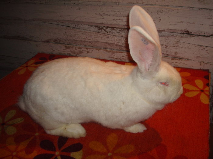 96,5 pct - Z434  3442 ( F ); Cap superb !!!
