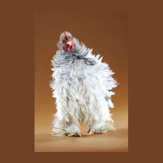 Funny-Chicken - 31 gainarii - chicken stuff