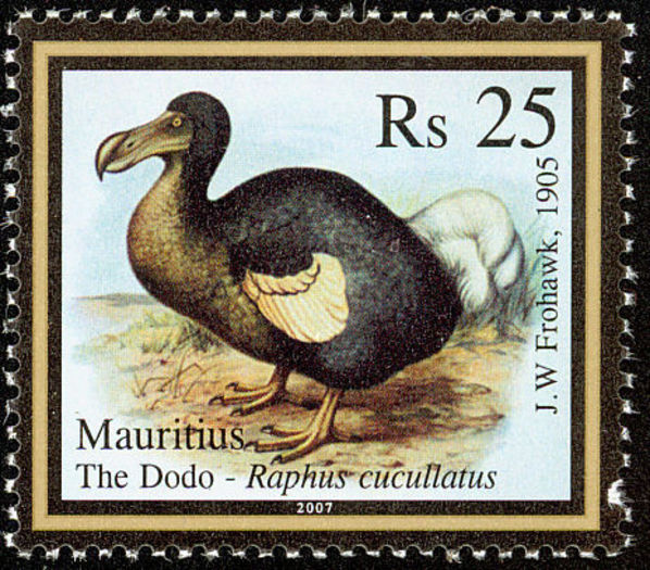 Dodo----Raphus-cucullatus(4) - alte alea