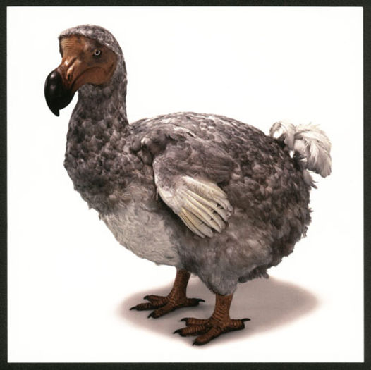 Dodo_NHM-copy