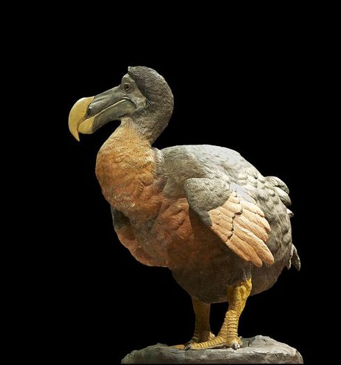 dodo-bird-facts - alte alea