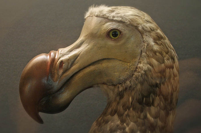 Mauritius Le Touessrok Extinct Dodo Bird - alte alea