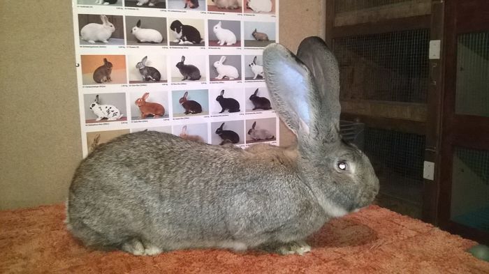 Mascul Urias Gri German adus de la Marko Josef