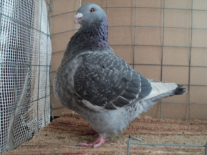 RO 14-C 14 vanduta; parinti campioni:H12-1549 si H12 341
