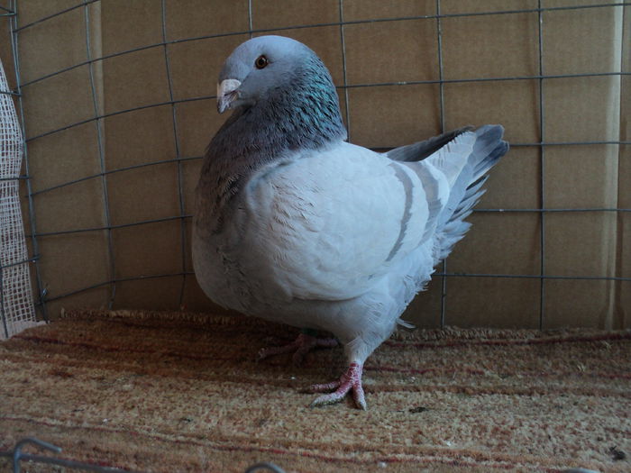 RO 13-8040 vanduta - PERECHI GIANT HOMER 2015