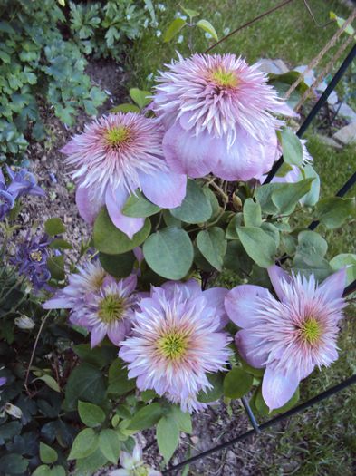 DSC04096 - 1 Clematite 2014