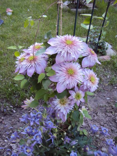 Kaiser - 1 Clematite 2014