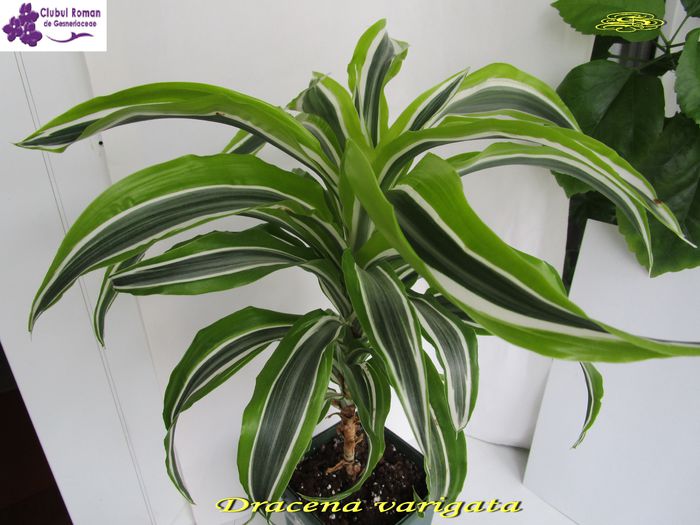 Dracena variegata (7-02-2015) - Flori 2015