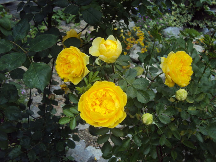 DSC04423 - Persian Yellow