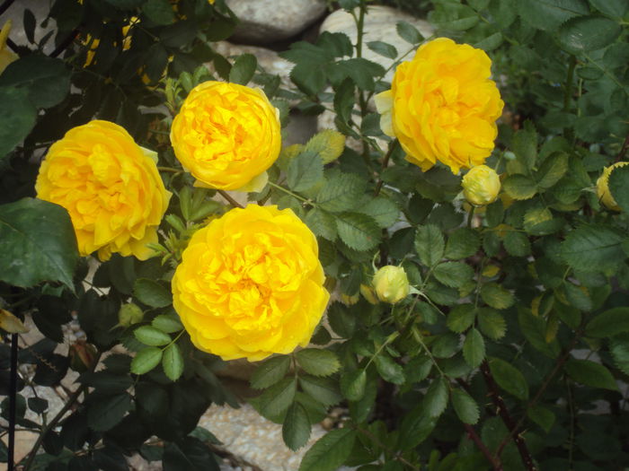 DSC04523 - Persian Yellow