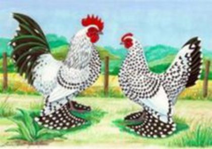 97469338_CTQNDRF - 00 - CUMPAR 2016