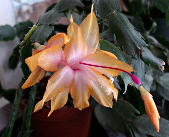 Ianuarie 2015 - Craciunel - Schlumbergera