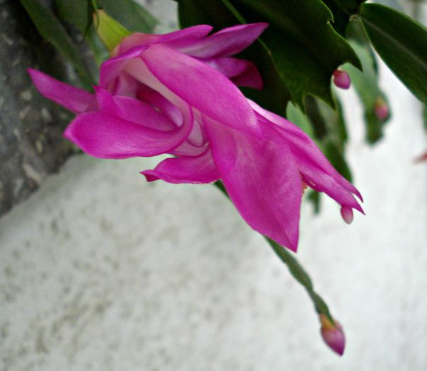 Decembrie 2014 - Craciunel - Schlumbergera