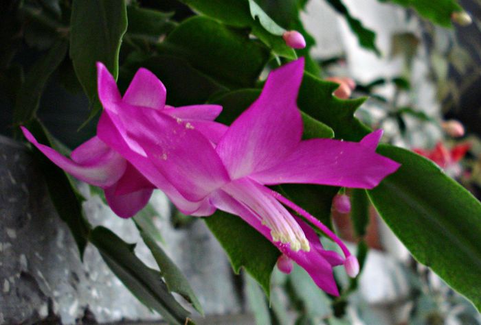 Decembrie 2014 - Craciunel - Schlumbergera