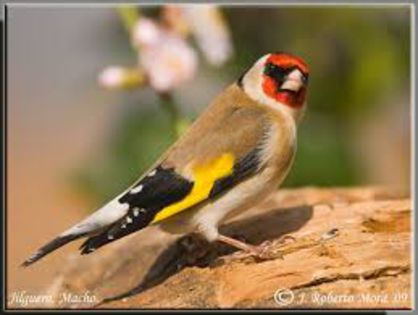 images (4) - postere