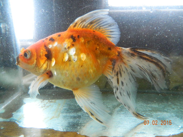 Picture 098 - carasi si koi