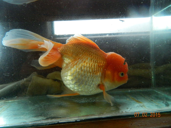 Picture 040 - carasi si koi