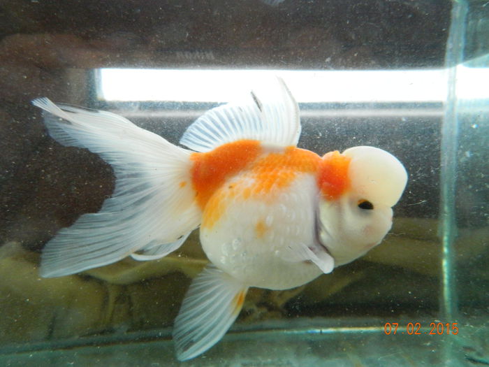 Picture 045 - carasi si koi