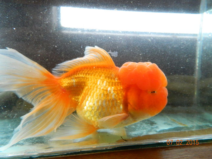 Picture 055 - carasi si koi