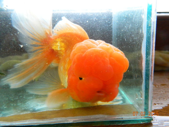 Picture 056 - carasi si koi