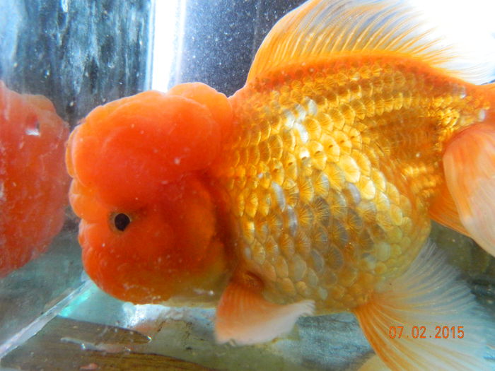 Picture 057 - carasi si koi