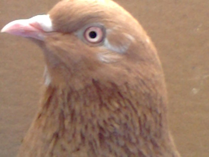 BirminghamRoller - Birmingham Roller