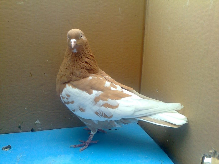 BirminghamRoller - Birmingham Roller