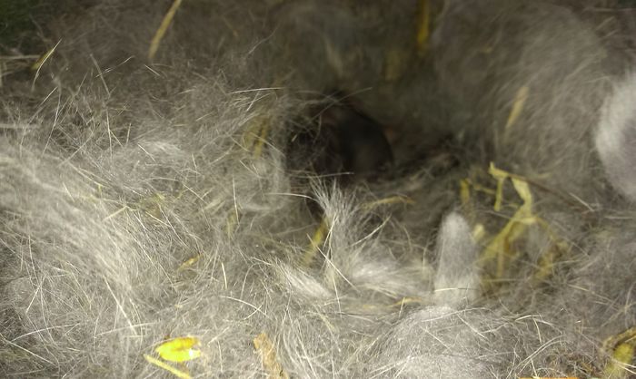 Cuib M1 si F3 2 zile