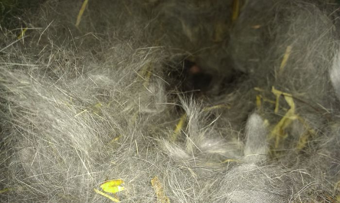 Cuib M1 si F3 2 zile