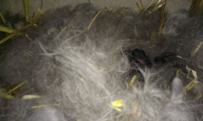 Cuib M1 si F3 2 zile