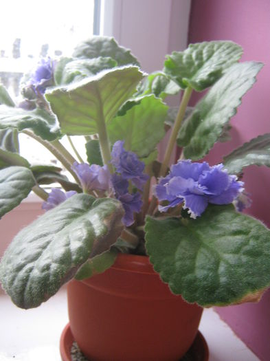 Picture My plants 2260 - Violete de Parma