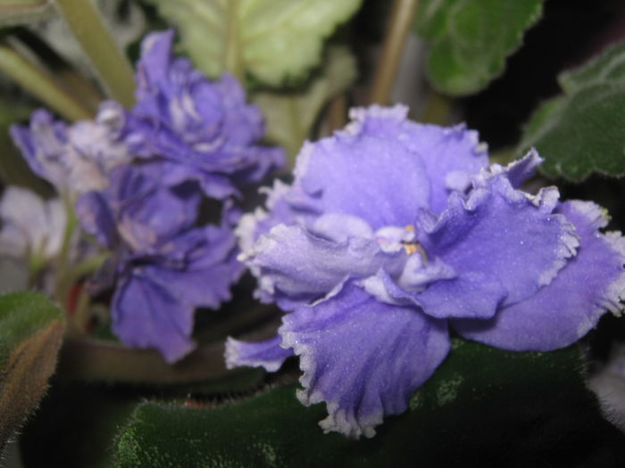 Picture My plants 2255 - Violete de Parma
