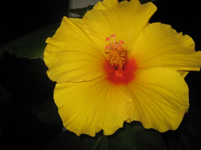 Picture My plants 2250 - Hibiscus Kim