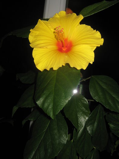 Picture My plants 2251 - Hibiscus Kim