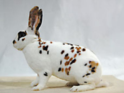 8517429 - Rex dalmatian tricolor