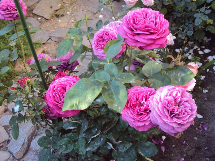DSC05951