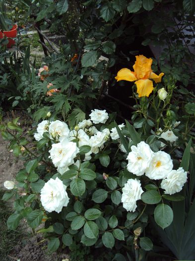 DSC05792 - Iceberg 21