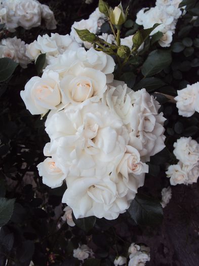 DSC06010 - Aspirin Rose