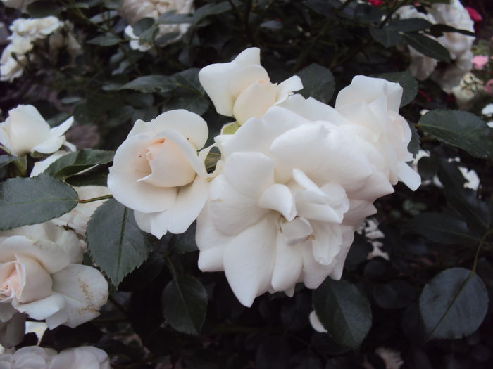 DSC06011 - Aspirin Rose