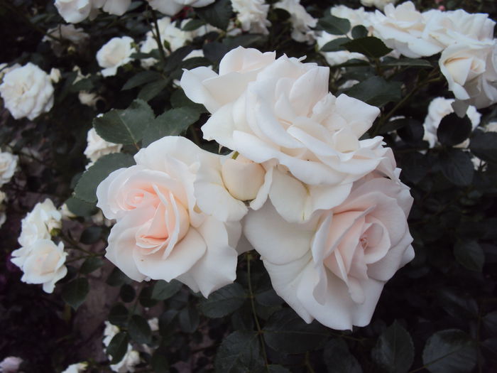 DSC06012 - Aspirin Rose